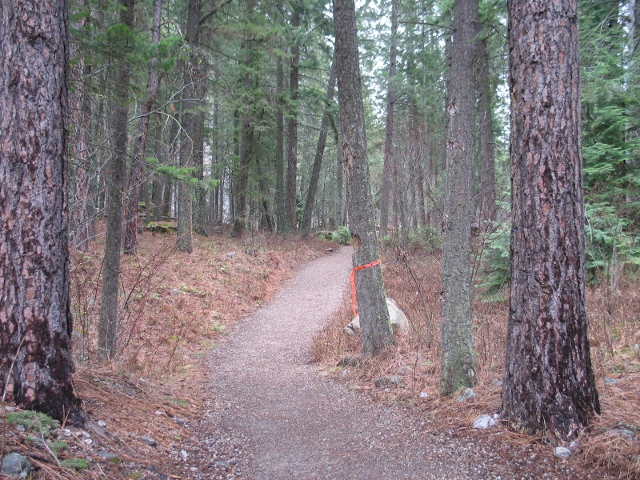 picture showing Walk-in site access trail: The trail is nice and wide with firm and stable compacted gravel. There are just a few spots where slopes reach a maximum of 14.5%.